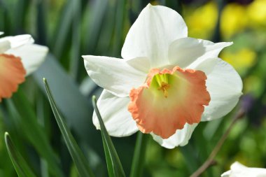 Baharın en güzel çiçekleri