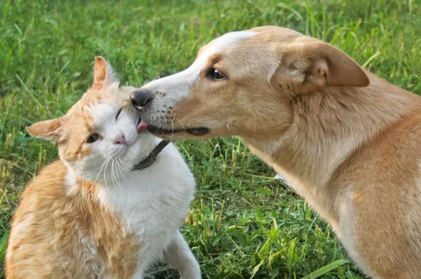Red-haired cat dog kisses — Stock Photo, Image