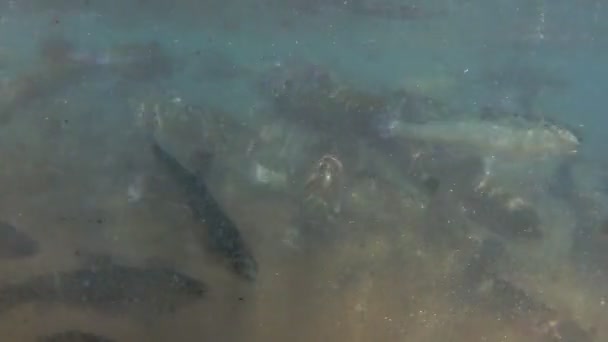 Onderwaterzicht van een groep forellen in razende beweging — Stockvideo