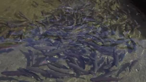 繁殖地で泳ぐ虹色のズボンの群れ — ストック動画