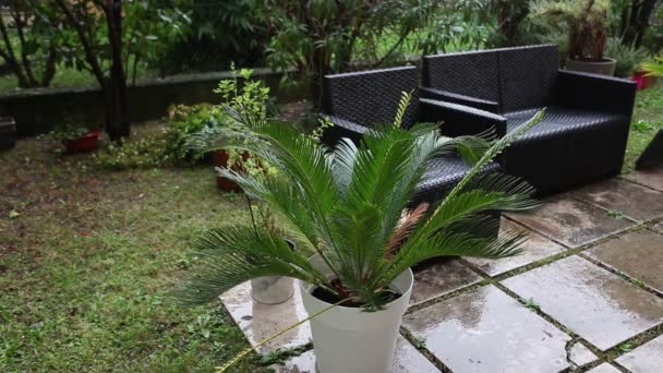 Pequeño jardín con palma blanca bajo una lluvia otoñal — Vídeos de Stock