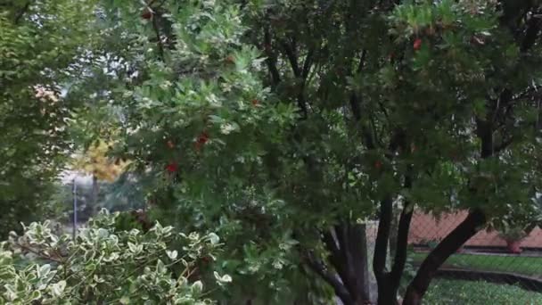 Morangueiro planta movida pelo vento de outono. — Vídeo de Stock