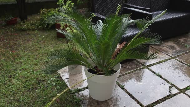 Palme in einem kleinen Garten im Herbstregen — Stockvideo