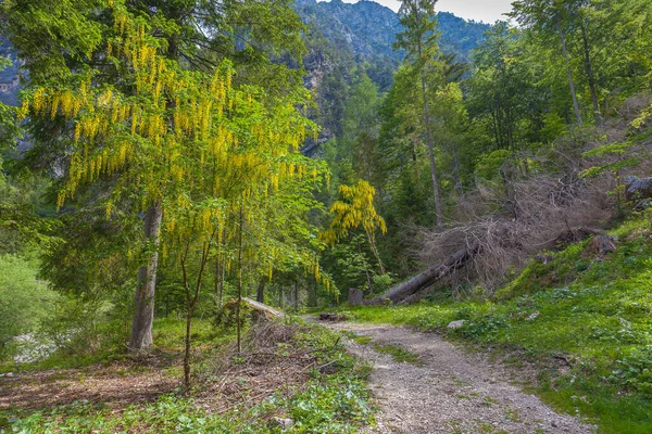 Дорога через лес с цветущими деревьями и кустарниками — стоковое фото