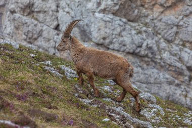 Genç dağ keçisi bir çayırda yürüyor, Dolomitler, İtalya. Yüksek dağ vahşi hayvan yaşamı