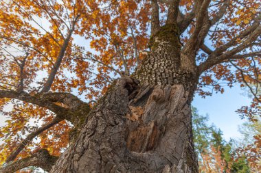 Sonbaharda meşe yaprakları, dallar ve gövde, Collepietra - Steinegg, Güney Tyrol