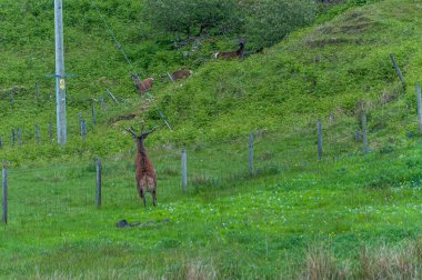 Geyik ailesine ulaşmak için çitlerden atlıyor.