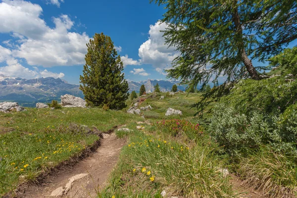 Pino y abeto a lo largo de un sendero con un hermoso panorama veraniego de los Dolomitas — Foto de Stock