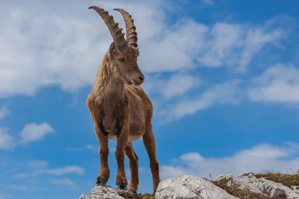 Genç dağ keçisi başını hafifçe gökyüzüne çevirdi, Dolomitler, İtalya