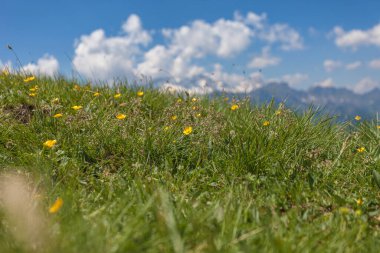 Yaz mevsiminin kapanışı Alp çayırlarında çiçek açan düğünçiçekleri