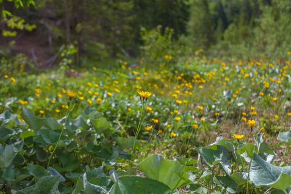 Expansión de flores amarillas en un prado de montaña, Monte Resettum, Friuli, Italia —  Fotos de Stock