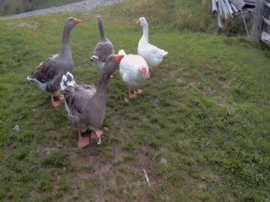 Tehdit eden kaz sürüsü