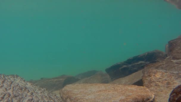 Vista submarina del lago de montaña donde nadan renacuajos — Vídeos de Stock