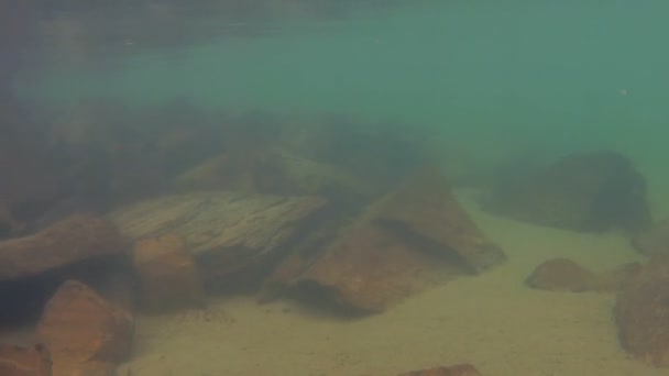 Подводная панорама горного озера, где плавают головастики — стоковое видео