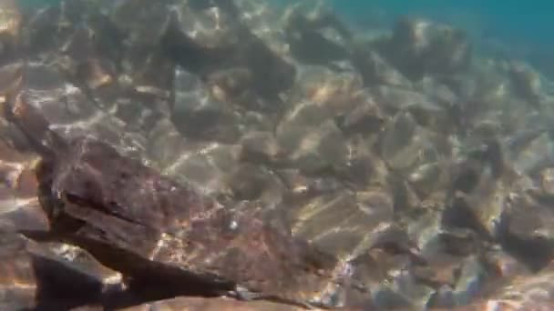 Câmera de vídeo que mergulha nas águas claras e cristalinas do lago alpino — Vídeo de Stock