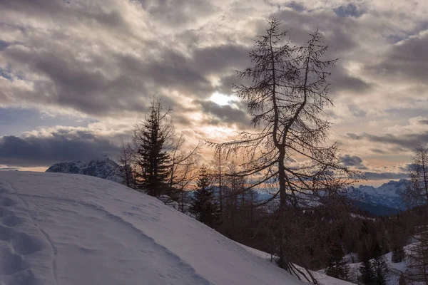 Modříny Zasněženém Svahu Při Západu Slunce Úžasným Dolomitovým Pozadím Fiorentina — Stock fotografie