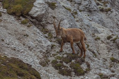 Genç dağ keçisi kayalık arazide yürüyor, Dolomitler, İtalya