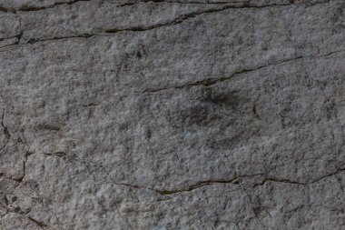 Üzerinde bir dinozor ayak izi olan bir kayanın yüzeyi.