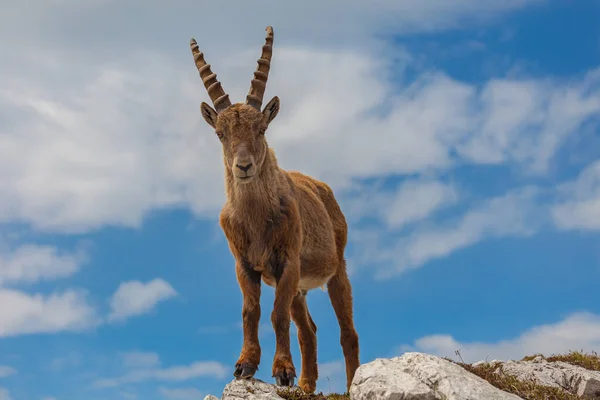 Genç dağ keçisi gökyüzüne, Dolomitlere, İtalya 'ya doğru döndü.