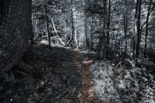 Color isolation effect of footpath in a beech forest, Val Cellina, Italy