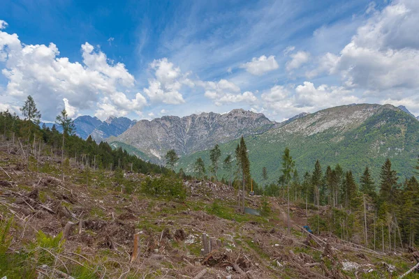 Dopady vichřice na alpský les, Monte Resettum, Friuli, Itálie — Stock fotografie