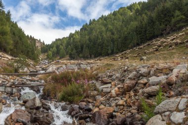 Bir dereden geçen koyun sürüsü Vallelunga, Alto Adige Sudtirol, İtalya