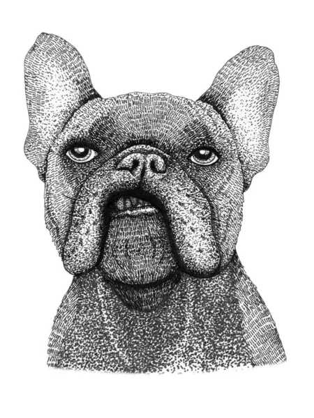 Smutny Francuski Buldog Głowa Narysowana Ilustracja Czarno Biały Rysunek Odizolowany — Zdjęcie stockowe