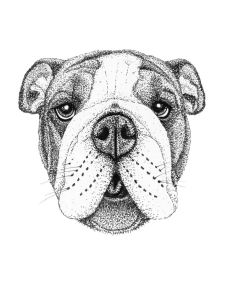 Bulldog Dog Head Hand Drawn Illustration Ink Black White Drawing — Stock Photo, Image