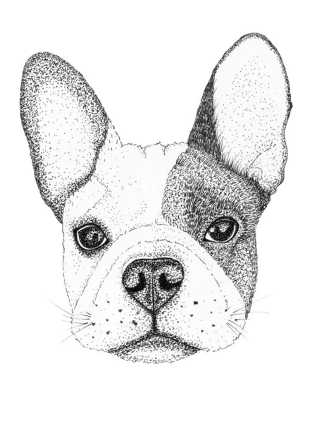 Schets Franse Bulldog Hoofd Hand Getekend Illustratie Inkt Zwart Wit — Stockfoto