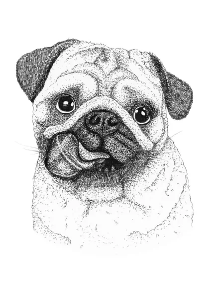 Pug Dog Head Çizimi Mürekkep Siyah Beyaz Çizim Izole — Stok fotoğraf