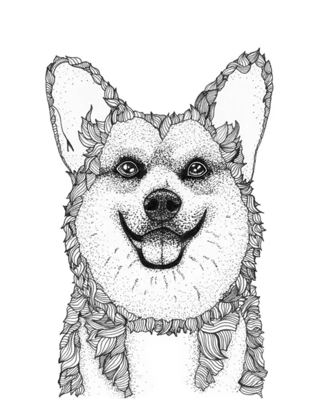 Mutlu Corgi köpek kafası çizimi. Mürekkep siyah beyaz çizim, izole.