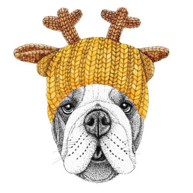Sarı örgü şapkalı ve eşarplı buldog. Giyinik köpeğin el çizimi