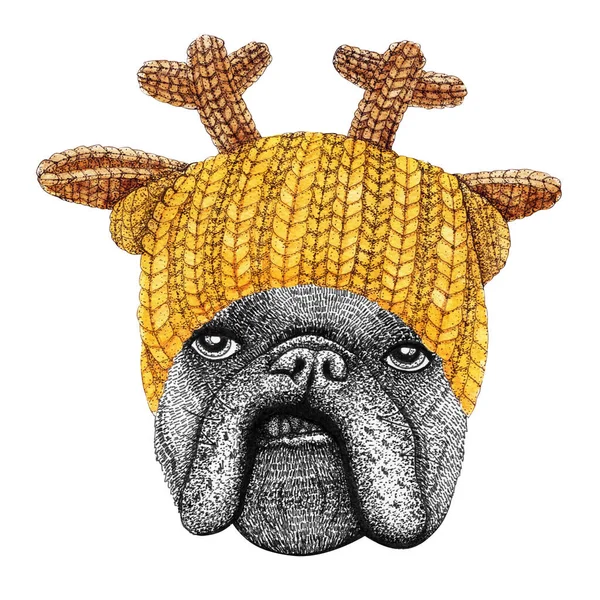 Bulldog Perancis Dengan Topi Rajutan Kuning Dan Syal Gambar Tangan — Stok Foto