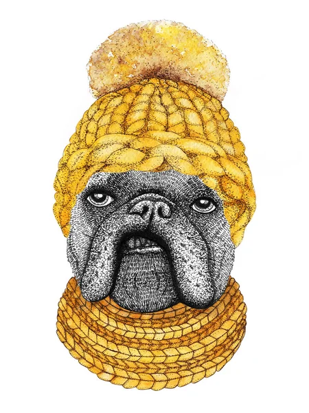Bulldog Francés Con Sombrero Punto Oro Bufanda Ilustración Dibujada Mano —  Fotos de Stock