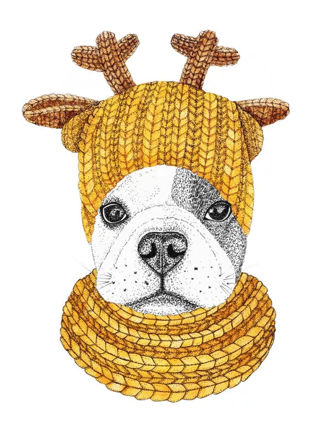 Bulldog Francés Con Sombrero Punto Amarillo Bufanda Ilustración Dibujada Mano — Foto de Stock