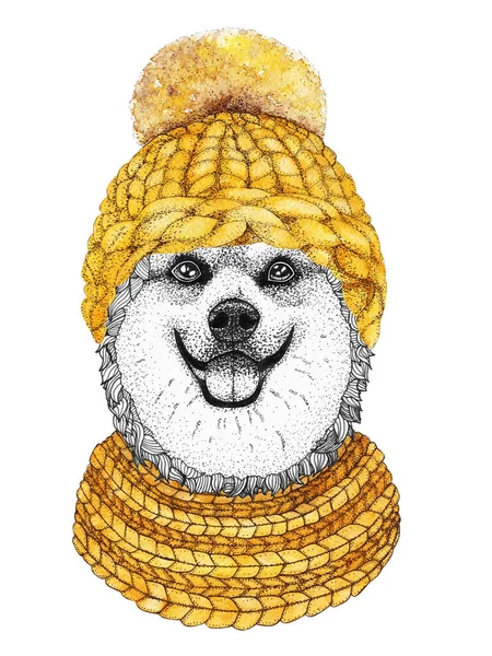 Altın Örülmüş Şapka Atkıyla Corgi Giyinik Köpeğin Çizimi — Stok fotoğraf