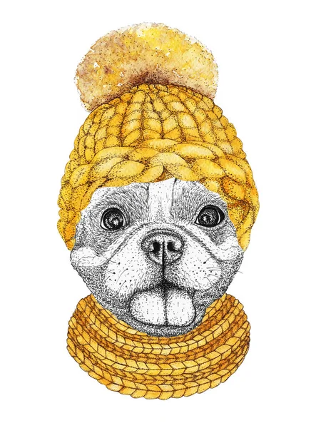 Bulldog Francês Com Chapéu Malha Amarelo Cachecol Ilustração Desenhada Mão — Fotografia de Stock