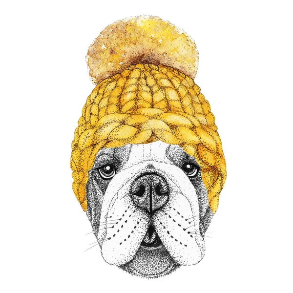 Buldok Zlatou Pletenou Čepicí Šátkem Ručně Kreslené Ilustrace Oblečeného Psa — Stock fotografie