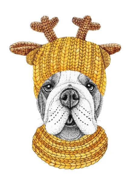 Buldok Zlatou Pletenou Čepicí Šátkem Ručně Kreslené Ilustrace Oblečeného Psa — Stock fotografie