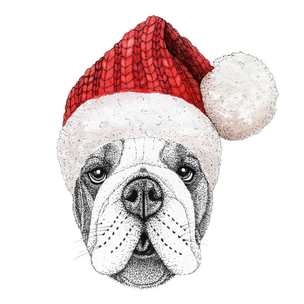 Christmas Greeting Card Happy Winter Bulldog Dog Wearing Knitted Red — Stock Photo, Image