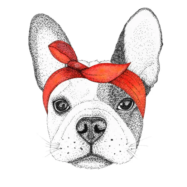 Çizim Fransız Bulldog Kafa Çizimi Kırmızı Bandanalı Köpek Izole Edilmiş — Stok fotoğraf