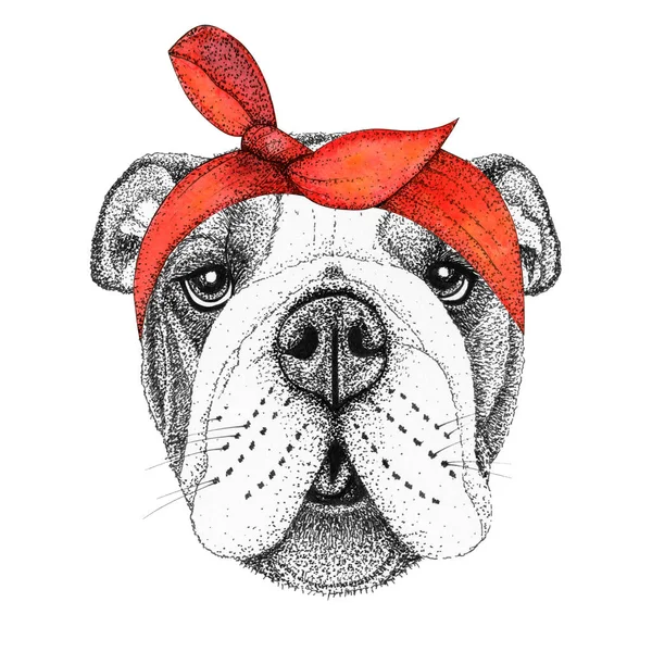 Buldog Głowa Ręcznie Rysowane Ilustracji Piesek Czerwonej Bandanie Pin Izolowany — Zdjęcie stockowe