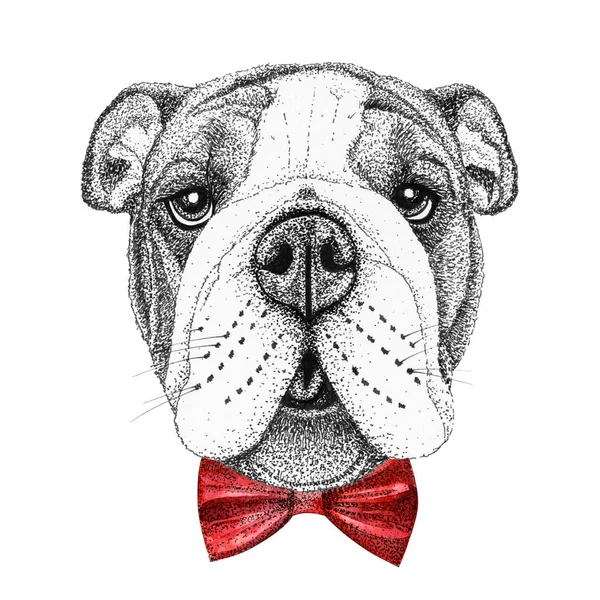 ブルドッグ頭手描きイラスト 蝶ネクタイの水彩犬 — ストック写真
