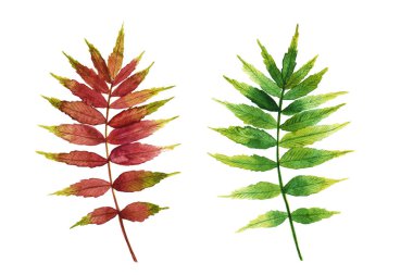 Sulu boya dallarının toplanması beyaz arka planda izole edilmiş çiçek fidanları orman otları