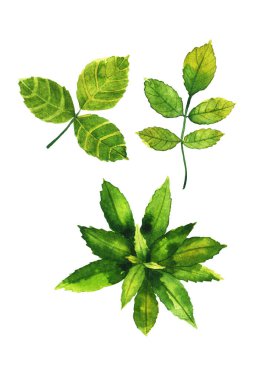 Sulu boya dallarının toplanması beyaz arka planda izole edilmiş çiçek fidanları orman otları