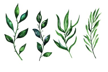 Sulu boya dallarının toplanması beyaz arka planda izole edilmiş çiçek fidanları orman otları