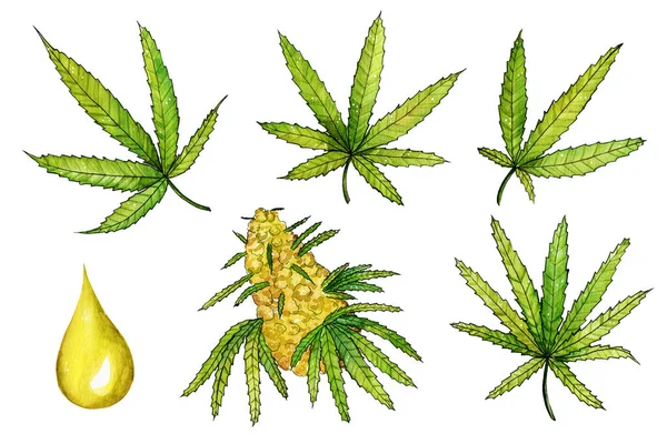 Cannabis Leaf Painted Watercolor Hand Drawn Marijuana Illustration Set Isolated — Stock Photo, Image