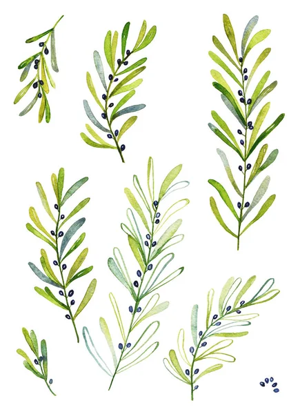 Collection Watercolor Olive Branch Leaves Twigs Floral Plant Forest Herbs — Stock Photo, Image
