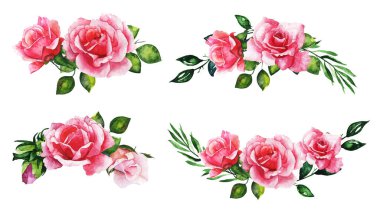 kırmızı gül, güzel çiçek izole edilmiş beyaz arkaplan, suluboya çizim, botanik resim.