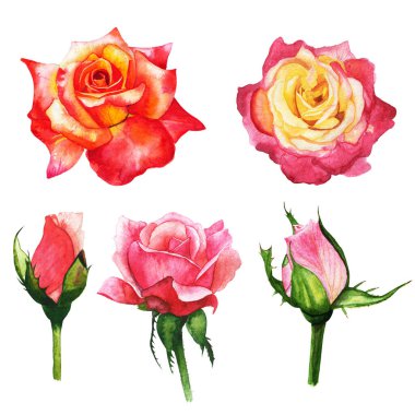 kırmızı gül, güzel çiçek izole edilmiş beyaz arkaplan, suluboya çizim, botanik resim.